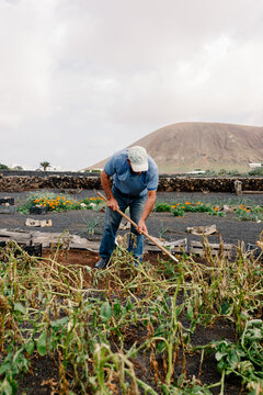 Elderly man using a plow to tend his potato fields on a Lanzarote