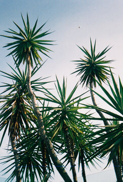 Film Photo of Yucca Trees Shot from Below Against Blue Sky