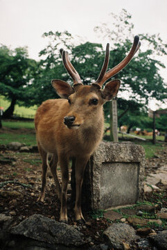 Wild Sika Deer with Antlers in Nara Park, Japan