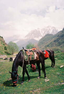 Film Photo of Saddled Horses Grazing in Caucasus Mountains