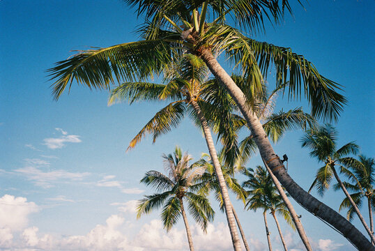 Film Photo of Tall Palm Trees Against Blue Sky, Maldives