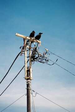 Film Photo of Two Crows Perched on Electric Pole Against Blue Sky