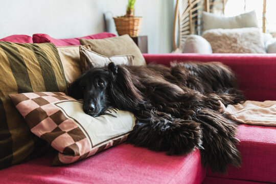 A afghan Hound dog sleeping on a sofa with patterned pillows
