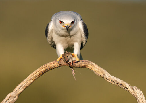 Black-Winged Kite With A Freshly Caught Field Mouse  