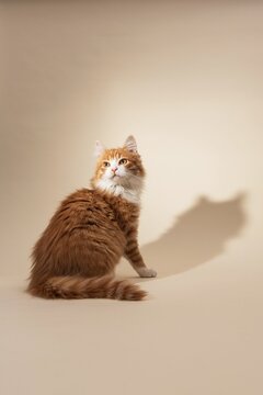 Orange and White Cat Sitting in Studio