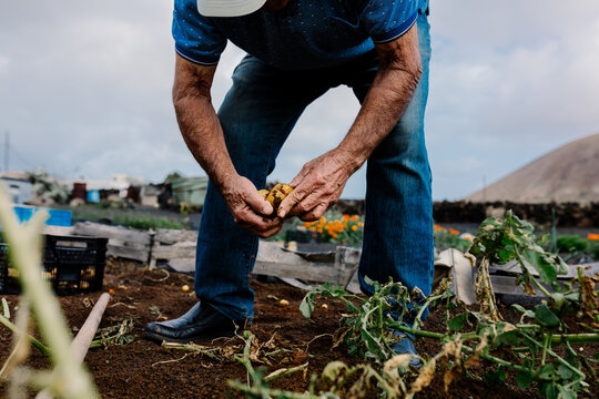 Senior gathering freshly grown potatoes in his home vegetable garden