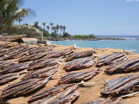 Tuna Fish Drying Near the Ocean in Sri Lanka