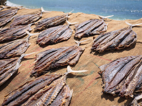 Fish Drying Under the Sun by the Beach in Coastal Location, Sri Lanka