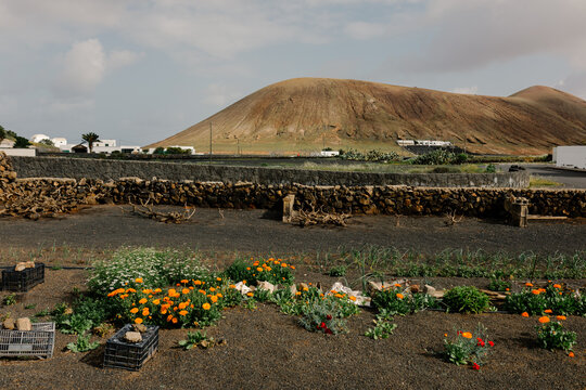 A panoramic view of a home vegetable garden in Lanzarote