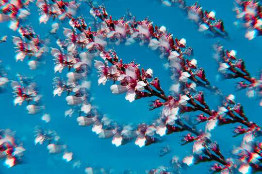 almond blossoms forming a circular floral pattern