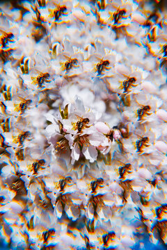 a bee on an almond blossom in a kaleidoscopic image