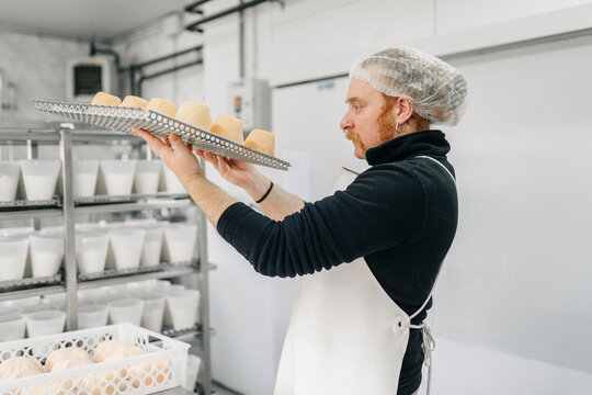 Artisan cheesemaker carrying fresh cheese in dairy factory