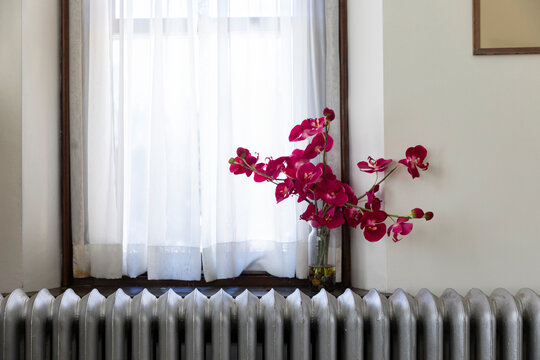 Vase of orchids on windowsill Nobody