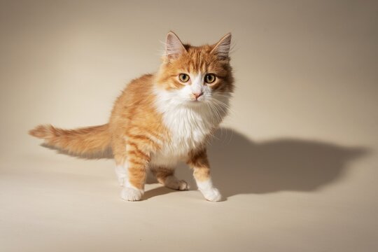 Orange and White Cat Portrait