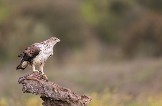 Bonelli's Eagle Perched On A Tree Trunk  