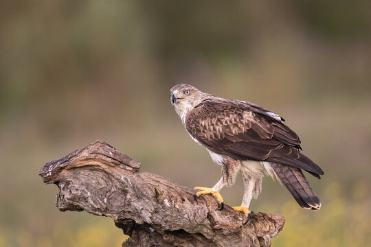 Bonelli's Eagle Portrait