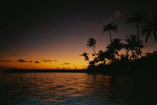 Tropical Sunset with Palm Silhouettes, Dominican Republic