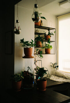 Indoor Plants on Shelves with Glass Terrariums in Apartment