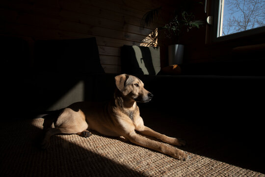 Beautiful Mixed Breed Dog at Home