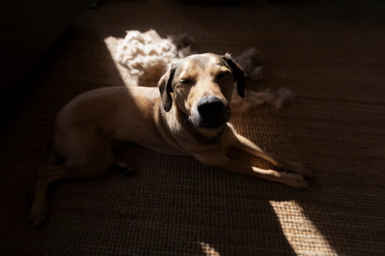 Cute Portrait Shedding of a  Guilty Dog at Home