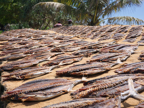 Tuna Fish Drying on a Sunny Day At Mirissa , Sri Lanka