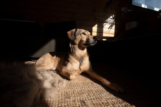 Dog Shedding
