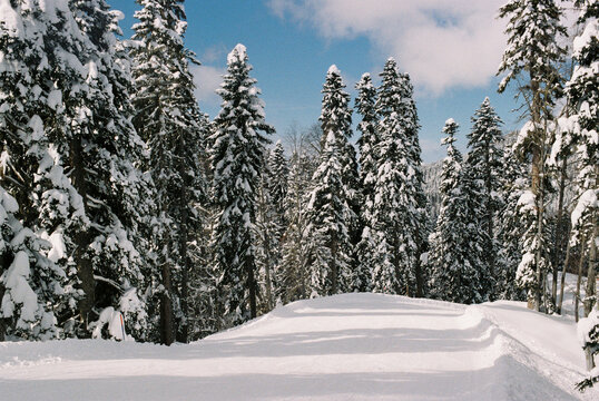 Film Photo of Snow-Covered Pine Forest on Alpine Ski Slope