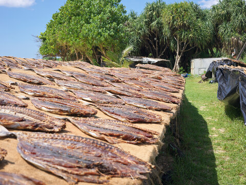 Drying Tuna Fish in a Coastal Area of Mirissa, Sri Lanka