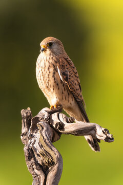 Female Lesser Kestrel Sitting On A Olive Branch  