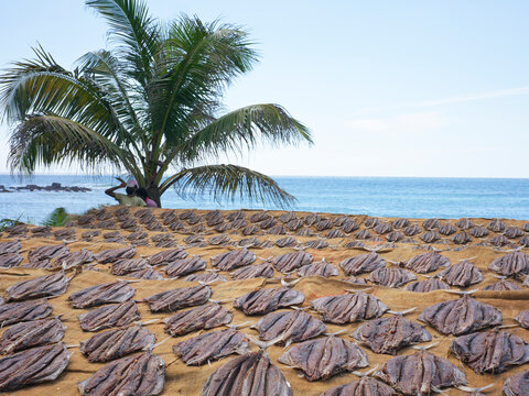 Fish Drying on Beach Near the Ocean Under a Palm Tree