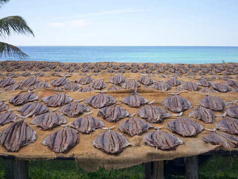Dried Tuna  Fish on a Sunny Beach in a Coastal Town of Mirissa