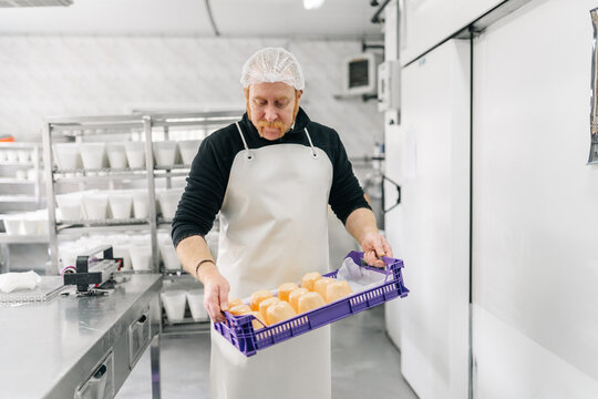 Artisan cheesemaker carrying fresh cheese in dairy factory