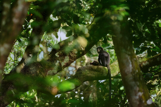 Raffles&rsquo; banded langur (Presbytis femoralis)