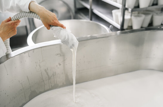 Artisan cheesemaker pouring milk into cheese vat