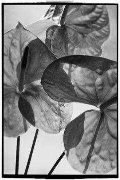 Flowers in black and white on a bright background