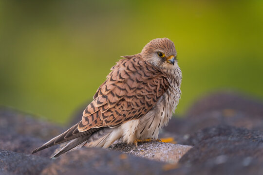 Female Lesser Kestrel Portrait  