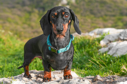 Black and tan dachshund dog standing on a rock outdoors with green grass and rocky mountain scenery, adventurous pet