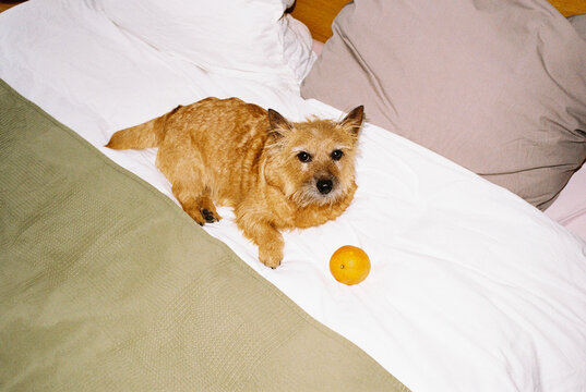 Norwich Terrier with a mandarin