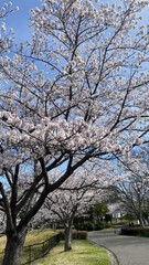 Fototapeta premium sakura