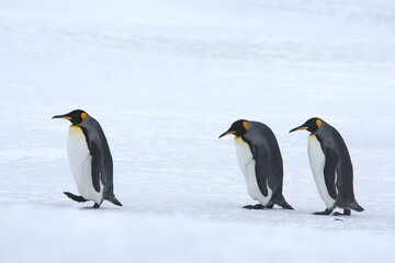Obraz premium King Penguins on South Georgia Island