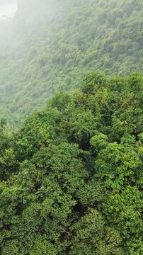 Vertical screen Dense Emerald Canopy, Phong Nha Rainforest, Topdown View Of Layered Treetops And Tangled Vines, Humid Mist Weaving Through Foliage, Rich Textures And Biodiversity In Tropical
