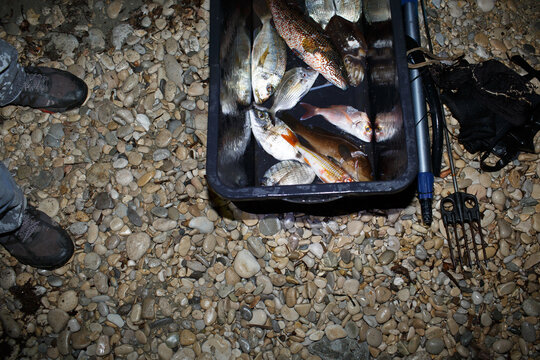 Spearfishing catch