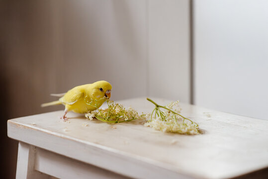 Yellow budgie standing on a stool eating elderberry flowers. 