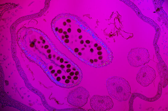 Micrograph of Schizonepeta flower cross-section