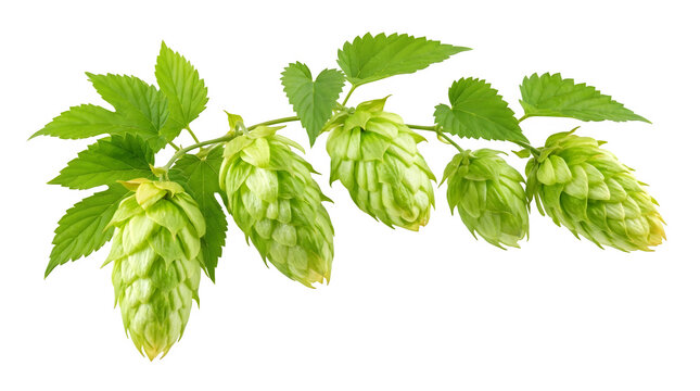 Green hop cones with leaves isolated on transparent background