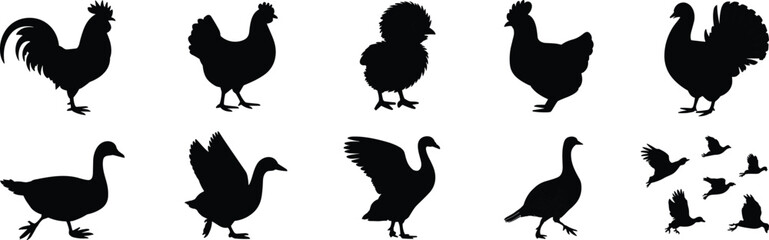 Set of poultry and farm bird silhouettes including rooster hen chick turkey and goose isolated on white background for design © SreePoreshChandra