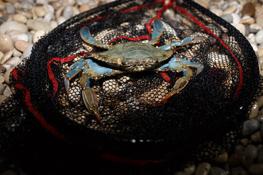 Blue crab in landing net at night