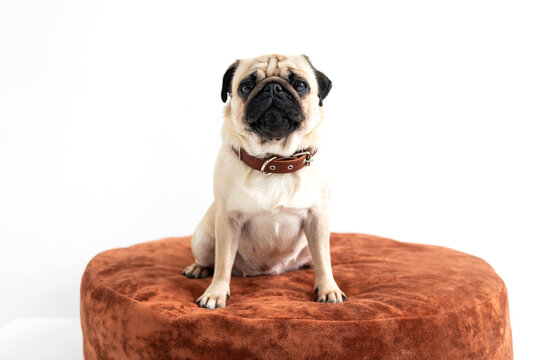 Pug on a round ottoman