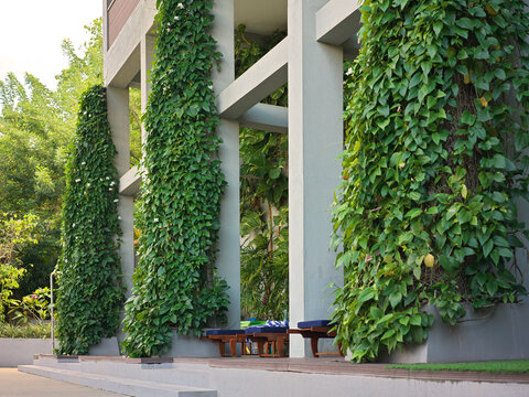 Green Vines Grow on a Modern Building in a Garden Area