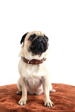 A pug on a round ottoman on a white background